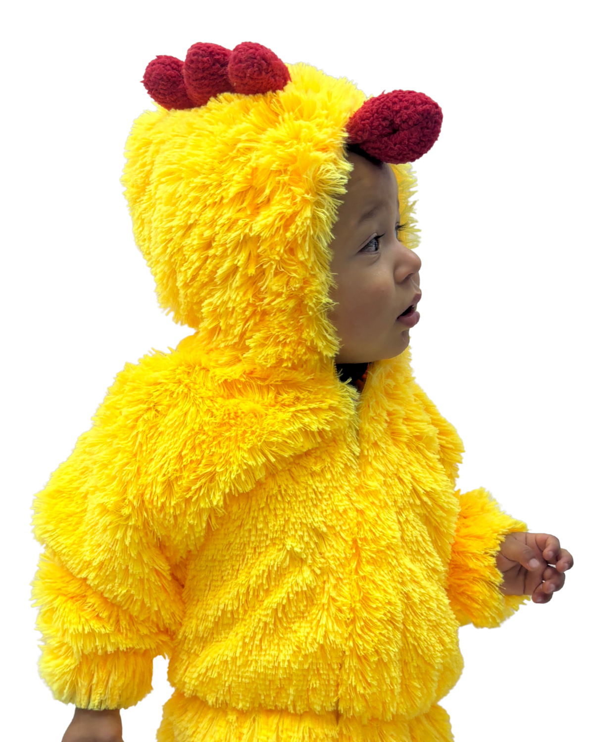 POLLITO